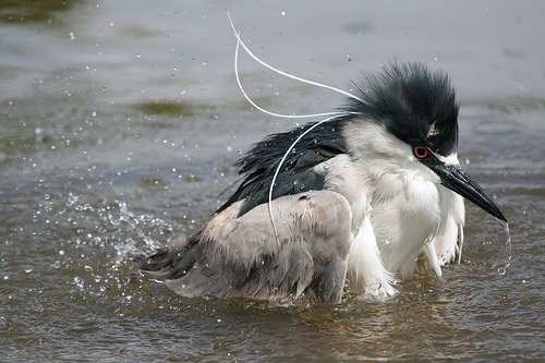 Кваква