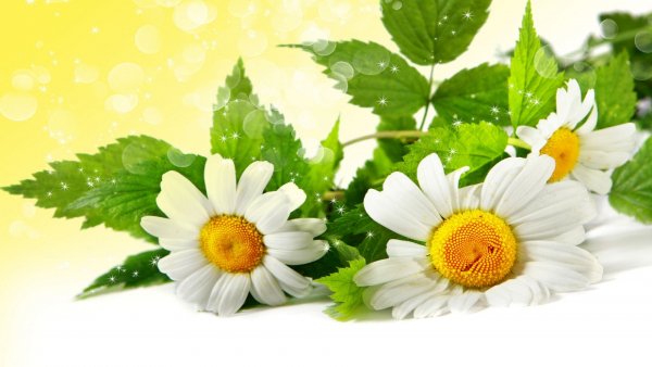 file_68586345