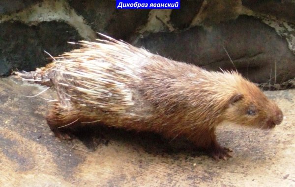 Дикобраз яванский