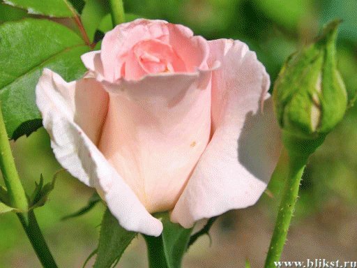file_85274673