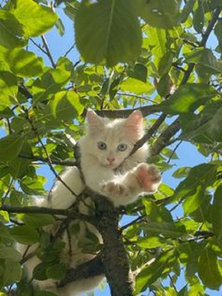 Кошка на дереве