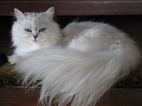 Серебристая шиншилла