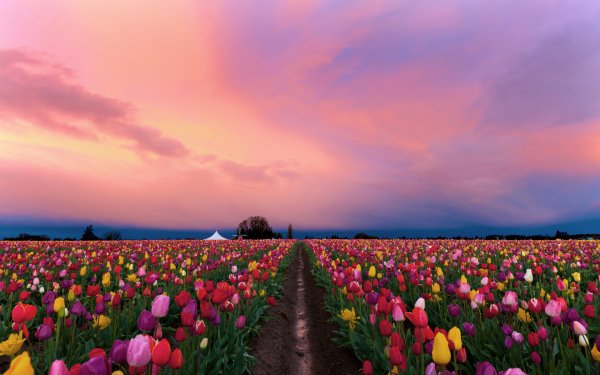 Fields of Flowers 6
