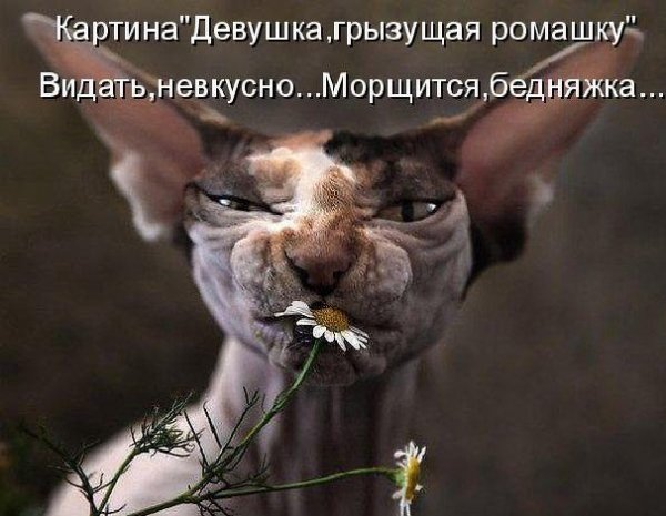 Ромашка