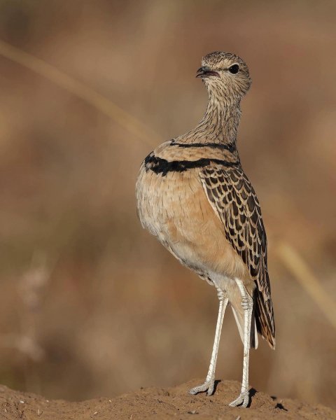 Двухполосый бегунок Double-banded Courser