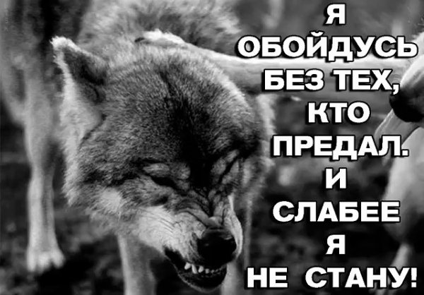 Волк
