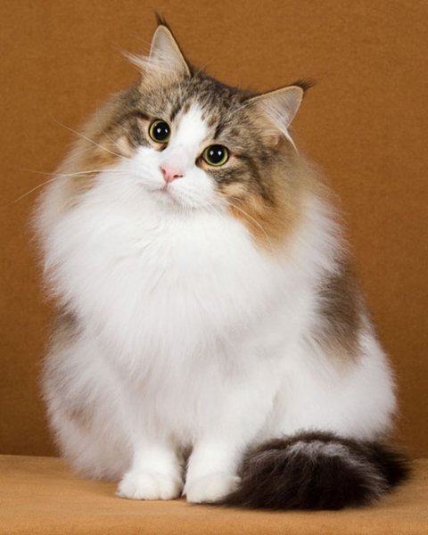 Норвежский кот