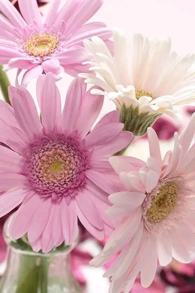 file_96209062