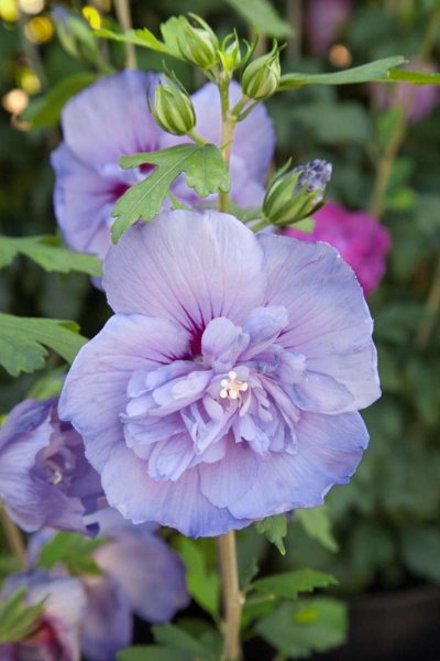 Гибискус Блю Шифон (Blue Chiffon)