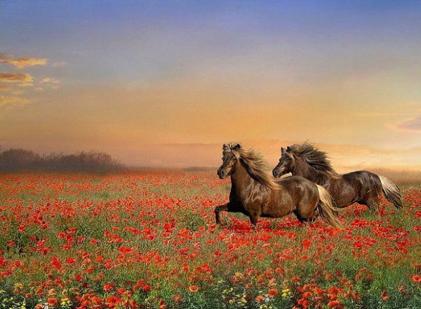 getImage-23