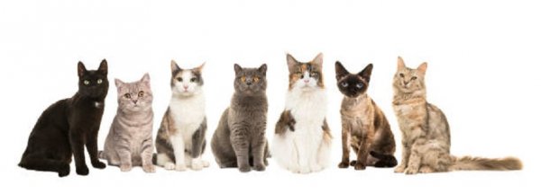 Коты и кошки