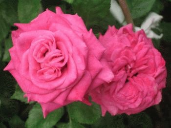 file_86275038