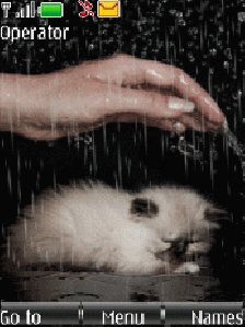 cat-rain-anim-by-protsenko