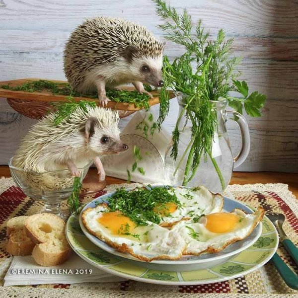 Ежики готовят омлет