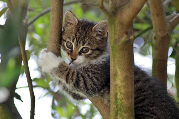 Котёнок на дереве (4)