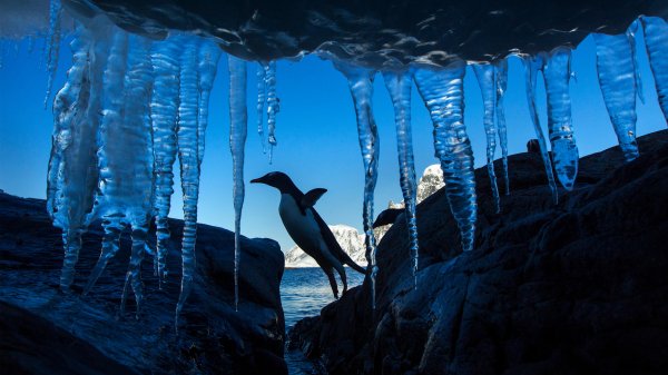 IciclePenguin ROW6935173309 UHD