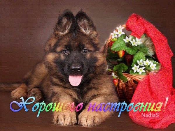 Horowego nastroeniya