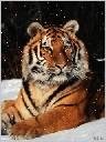 tigr by ak
