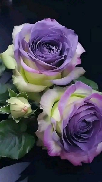 file_98970246