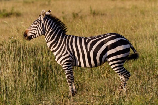 ЗZebra-18