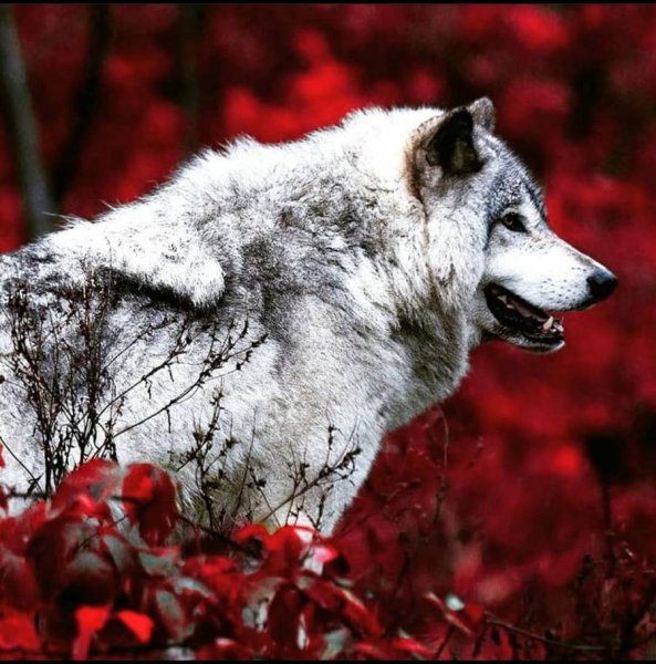 wolf