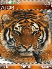 tiger-animation by galina