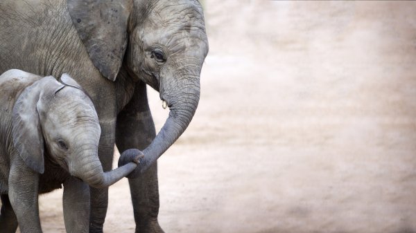 Animal Mothers 3