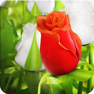My Rose 3D live wallpaper - v.1.00