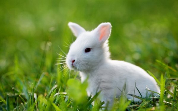 Chicks and Bunnies 8