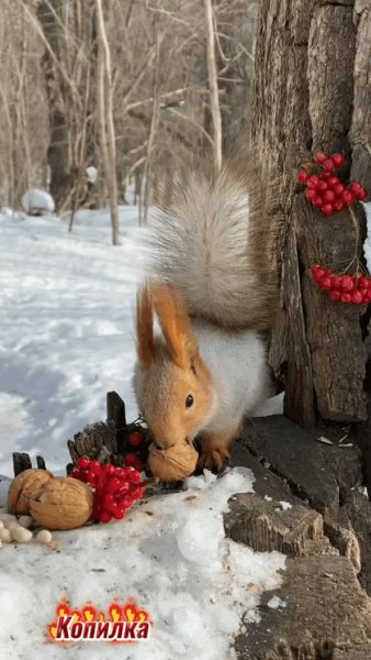 file_95225296