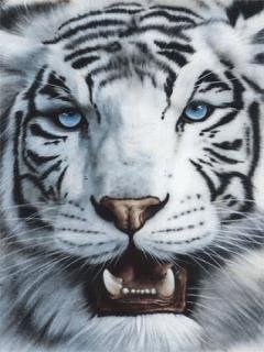 white tiger