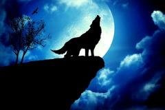 Wolf by id78968295