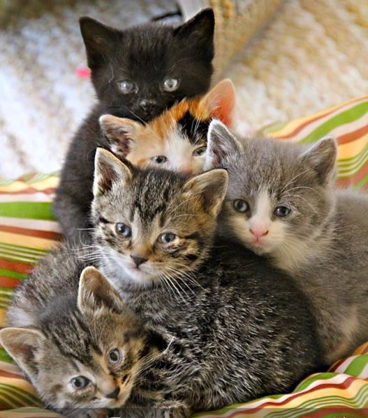 Котята