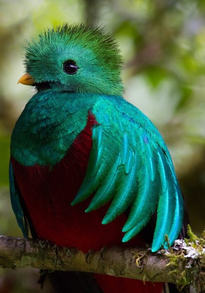 Colorful Birds 3