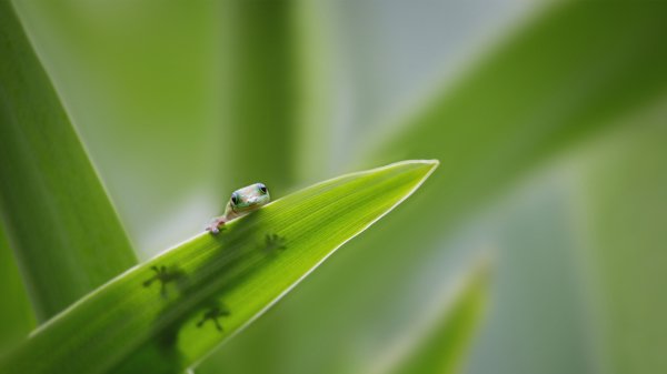 GeckoLeaf ROW1753443584 UHD