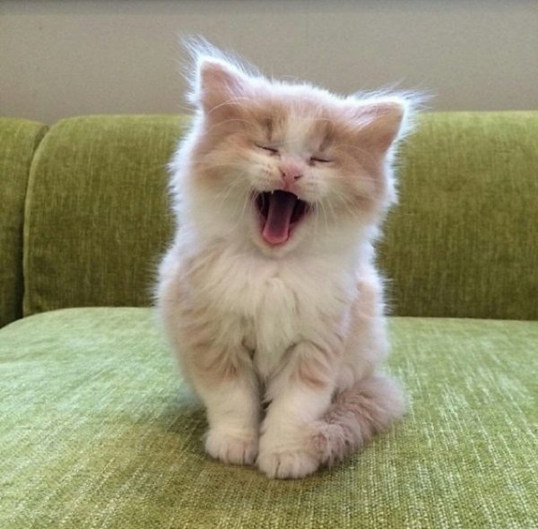 Котёнок