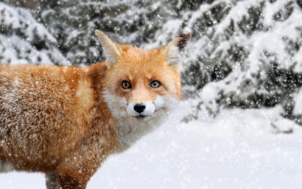 Polar Animals 2