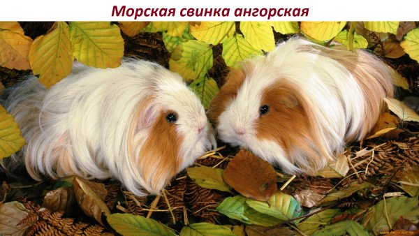 Морская свинка ангорская