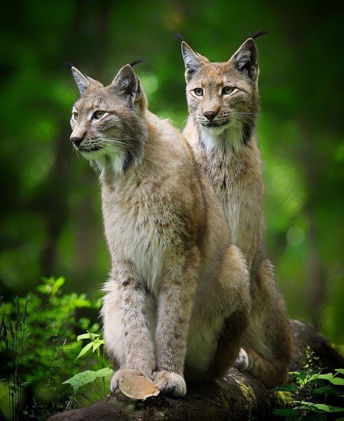 animals