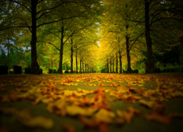 Nature-forest-park-trees-7764