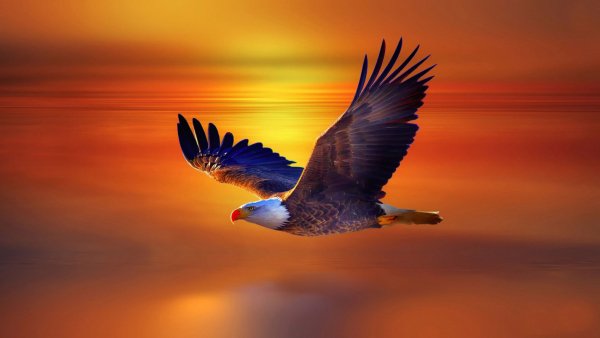 high resolution flying eagle 4k 8k hd-5120x2880