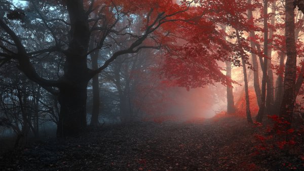 ComputerDesktopWallpapersCollection1341 023