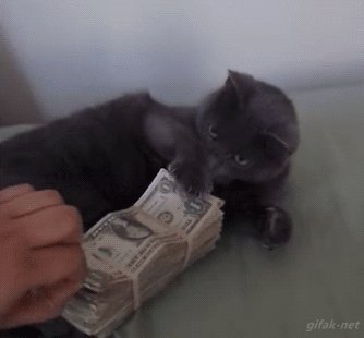 my money human . 000