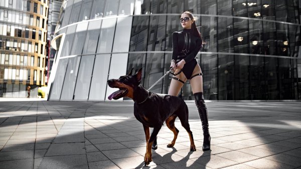 Doberman