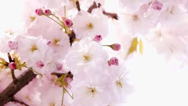 Image (20)