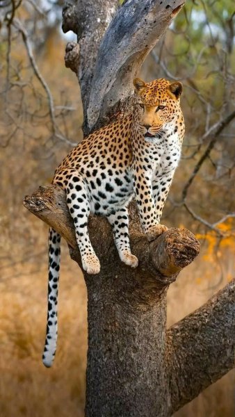 file_91421733