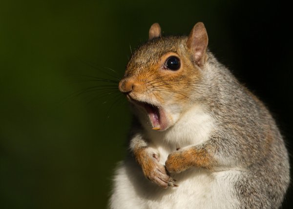 squirrel
