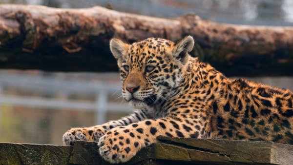 leopard hischnik doski