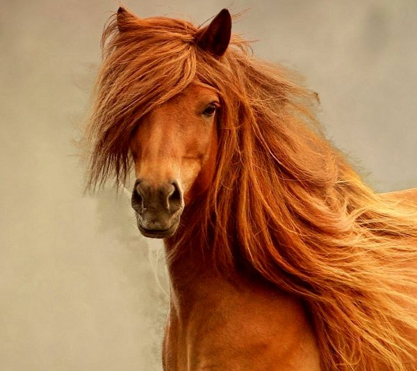 horse