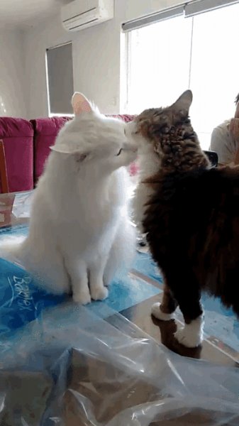 кошки
